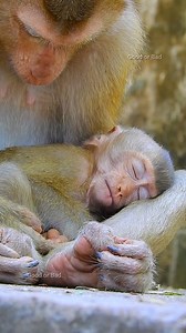 84K views · 10K reactions | Unbelievable Rainbow tired sleeping on step-mother's lap as human baby! | Good Or Bad | Facebook