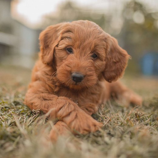 The Groodle: The Complete Guide to the Poodle Golden Retriever Mix Breed - Raggy Dogs Blog