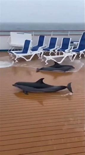 A 5-meter wave swept hundreds of dolphins onto the boat 😱🐬