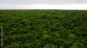 Left panorama of thick African jungle forest and canopy - Gambia