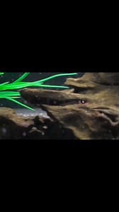 2.8K views · 61 reactions | How amazing are these? Female Alien Fighting Fish  Enjoying some bloodworm for today's feed. First time we have had a whole batch of these guys available, and don't imagine they will hang around for long. STUNNING. | Riverside Aquaria | Facebook