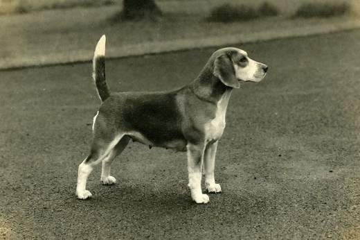 Beagle History: From Ancient Small Pack-Hounds to Snoopy