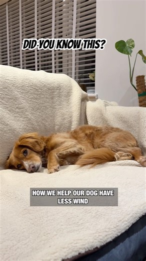 How I Help My Dog Have Less Wind #shorts #dogcomedy #dogcare #doglove