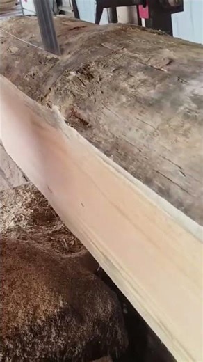cutting and sawing a very large brown wood log with a sharp metal saw blade tool in the workshop