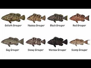 Every Grouper Species Explained (and How to Catch Them)