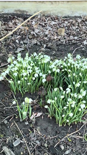 🌱🤍Snow drops the first spring flower to bloom in my garden on daylight saving day 3/8/2026🤍🌱