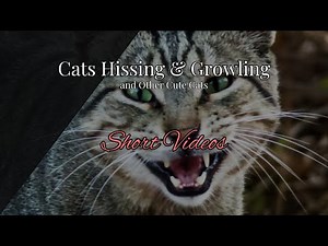Cat Hissing and Growling in Cute Cat Short Videos