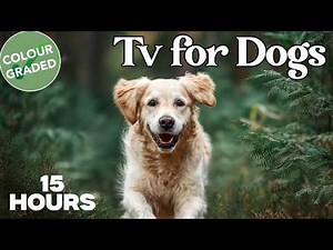 Home Dog TV Virtual Walks Supporting Mental Stimulation Daily