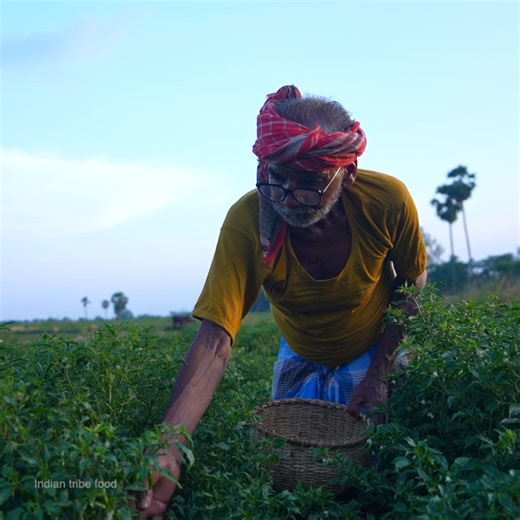 1.5M views · 18K reactions | CHILLI CHICKEN RECIPE | collecting & cooking farm fresh green chilli with poultry chicken meat eating | Indian tribe food | Facebook
