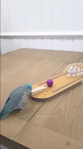 Parrot Trick Training ✨️