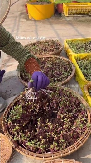 Thu hoạch mầm củ cải đỏ và mầm củ cải xanh thôi, bà con gợi ý món nào ngon đi ạ #nôngnghiệp #farming
