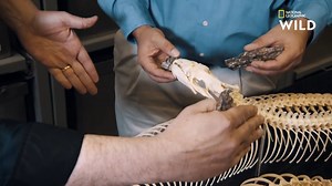 77K views · 1.7K reactions | Large de 80cm, long de 14 mètres et pesant plus d'une tonne, le Titanoboa arborait des mensurations absolument gargantuesques pour un serpent. | Nat Geo Wild France | Facebook