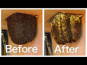 Before and after swarming out of my Observation Hive. Japanese honeybees【2021A#3 Day 12-13】
