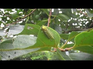 8月 毛虫 柿の木に毛虫、イラガの幼虫が大発生！刺されるとものすごく痛い！ご注意！（2022.08.07）（字幕）