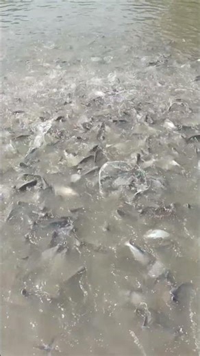 Fish Farming Start Karne Se Pehle Ye Jarur Dekho #fishfarming #pangasfish