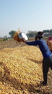 263K views · 4.5K reactions | Potato Farming | Mi_nashikkar_ | Facebook