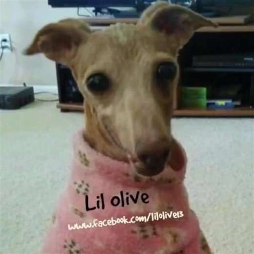 We’s wishing yous all dat safe and happy New Years Eve!!! We lovey yous all tho tho much!! We’s moving from dat 2024 to dat 2025 and it’s gunna PAWESOME!!! Enjoy dat New Years Eve and be safe! SEE YOUS ALL ON DAT FLIP SIDE!!!! | Lil Olive