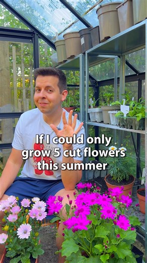 My top 5 cut flowers for summer 🌸