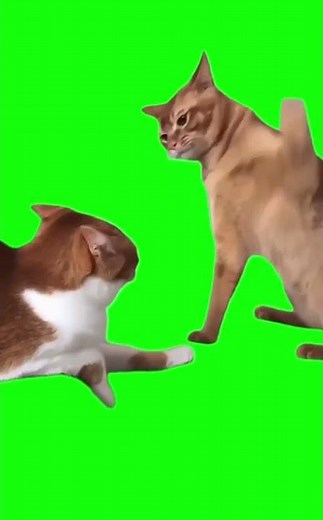 Cat Beating other Cat Meme Green screen #greenscreen #greenscreenvideo