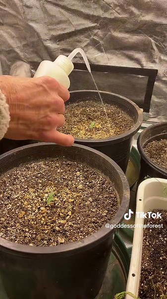 Expert Tips for Watering Autoflower Cannabis Plants