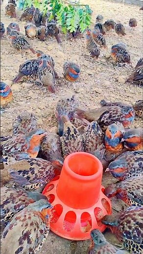 Inside a Pheasant Farm in China: Colorful Birds in Captivity 🐦🇨🇳💥