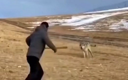在野外遇到狼群该怎么办，牧羊人教科书般的教学！