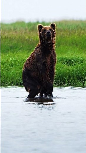Amazing shot of a bear standing up