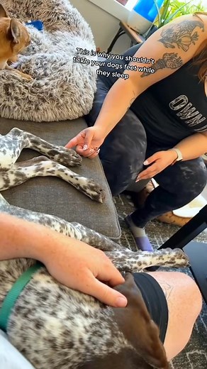 8.4K views · 124 reactions | Scratching Dog's Feet Dog's Reaction#dog#funny#funnyanimals#funnypets#animals #dogsofttiktok #pet #foryou #longervid_#38 | Pet's Store | Facebook