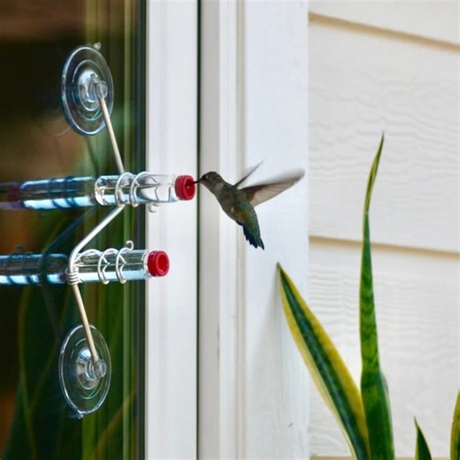 Simply the BEST hummingbird feeder you will ever own.It can be attached to the window for a closer look at the hummingbirds! ! ! | Operationaln | Facebook