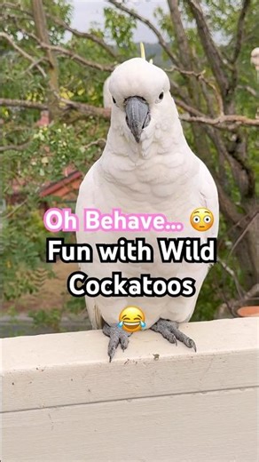 Cockatoo is PRINCE Charming! 😇😇😇😂 #birds #funny #cockatoo #tricks