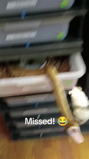 Ball Python Feeding Delays and Reactions Explained