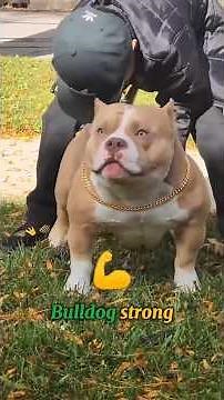 TOP 5 MOST DANGEROUS DOGS IN THE WORLD#animals #facts