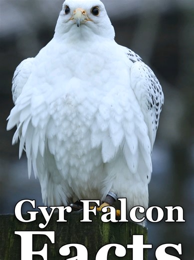 5 Fascinating Facts About Gyr Falcons