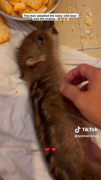 Heartwarming Story of Man Adopting a Baby Wild Boar