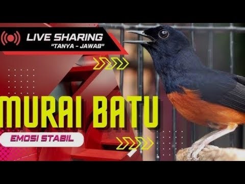 Pancingan dan terapi murai batu agar cepat gacor dan bongkar isian