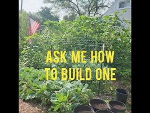 Grow Spaghetti Squash Vertically in a Homemade Cattle Panel House