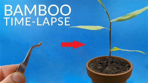 BAMBOO Growing From Seed Time-lapse
