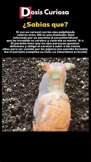 This Worm Turns Snails Into Zombie Bait #parasites #creepy