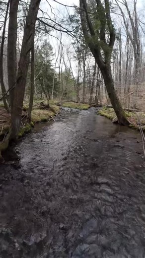 Lively Legz Fly Fishing on Instagram: "Mountain Gem  Brookie caught on a Lively Legz Sulphur Nymph  Livelylegz.com Tie One On! #flyfishing #troutfishing #catchandrelease #euro nymph #paflyfishing #wildtrout #nativetrout #fyp #getoutdoors"