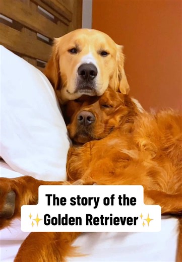 The Story of Golden Retrievers: A Special Breed