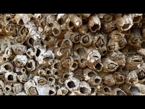 ASMR Boat Clean – Satisfying Barnacle Removal | No Talking (74)