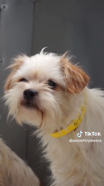 🐾 ID: 25-00542 (female) 🐾 Breed: Terrier Mix 🐾Age: Adult 📍: Location 9777 Seaaca St Downey, CA 90241 Shelter Notes: 14 lbs., 1-5 yrs., female, able to pet and handle, came in with 25-00540-41, possible FAD. #CapCut #fyp #fypage #fypageシ #fyppppppppppppppppppppppp #fyppp #dogsoftiktok #dogsoftiktoks #terriersoftiktok #saveadog #cutedog #terriermix #dogs #CA #nokill #nokillshelters #dog #dogtok #doggo #share #save #hope