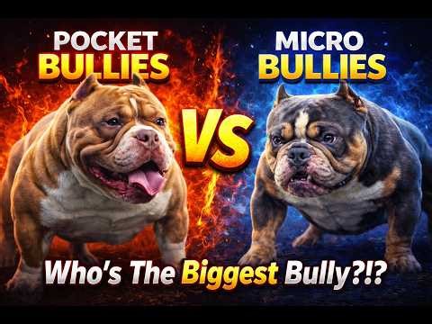 Pocket Bullies Vs Micro Bullies!!! Who’s The Biggest Bully?!