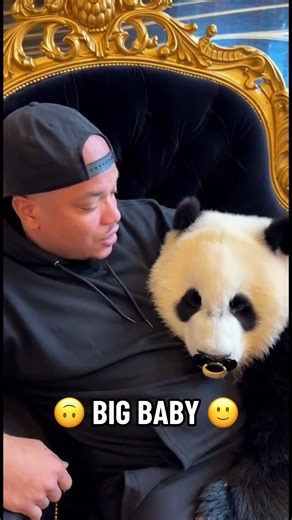 Adorable Panda Bear Sin: A Big Baby With A Pacifier
