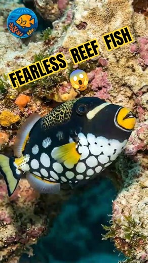Clown Triggerfish – Cute But Fearless 🐠 #Shorts