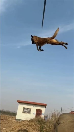 Professional dog training, top service dogs, pet training expertise, #5