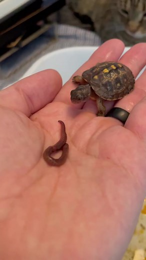Already a hunter 🪱—-> 💚🐢 #easternboxturtle #worm #exoticpets #reptilecommunity #amazonpets #wildlife #yourneighbordhoodturtle #boxturtle #turtles #tortuga #reptile #education #tortoise #conservation #turtlepower #fypage #animalsofinstagram #vegan #veganfood #reptilesofinstagram #reptilelover #turtlelife #petsofinstagram #turtlesofinstagram #ninjaturtles #tmnt #turtletattoo #dmfbait #turtlescommunity #turtlesoftiktok #turtlesquad🐢 #reptilesoftiktok #wildlifeoftiktok #baby