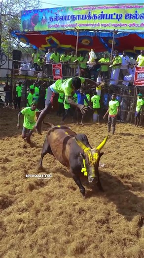 Vamosys on Instagram: "Bull tracker is very importan in Kallupatti time, because after the game bull ran away because afraid of crowd, sometime they owner lost because stole bulls, so now tracking technology easily find the bull using this this small device. Vamosys - 7448761477 #bull #jalikattu #madurai #tamilnadu #tamil"