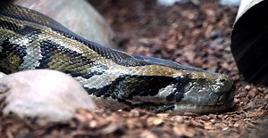 Gruesome Video Shows Burmese Python That Swallowed An Entire Cow Before Its Stomach Exploded