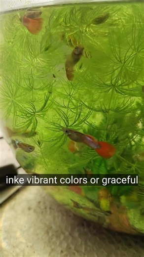 How to set up plants in a bowl #viral #trending #nature #pets #fishtank #plants #love